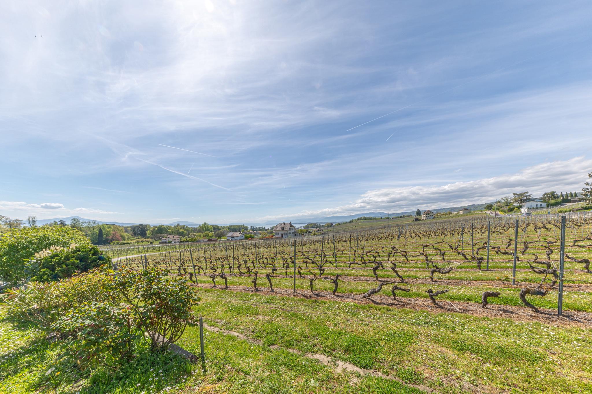 Maison avec charme dans les vignes